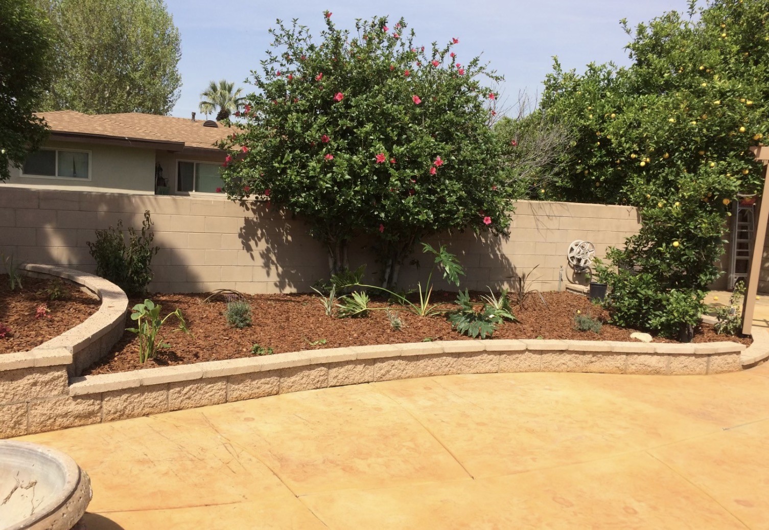 Curved seat wall planting bed with flowering shrubs and citrus trees
